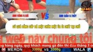 Trận 13 trường gà CPC5 18/11/2025