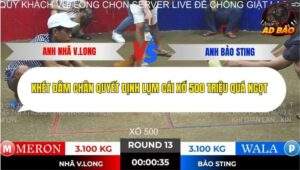 Trận 13 trường gà Tonhon 28/11/2025