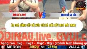 Trận 14 trường gà Cpc5 24/11/2025