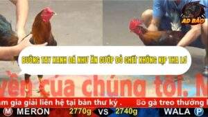 Trận 14 trường gà CPC5 ngày 3/11/2025