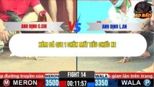 Trận 14 trường gà CPC6 4/11/2025