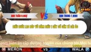 Trận 15 trường gà Cpc4 26/11/2025