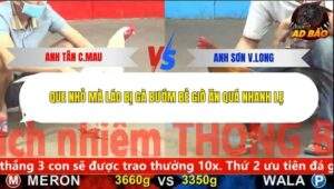 Trận 15 trường gà CPC5 17/11/2025