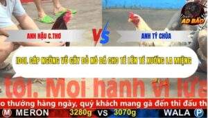 Trận 15 trường gà Cpc5 25/11/2025