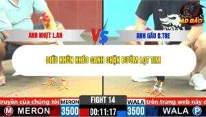 Trận 15 trường gà CPC6 4/11/2025