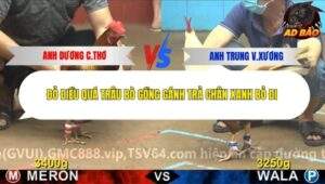 Trận 17 trường gà CPC4 11/11/2025