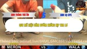 Trận 17 trường gà CPC4 12/11/2025