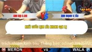 Trận 17 trường gà Cpc4 27/11/2025