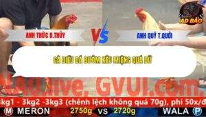 Trận 17 trường gà Cpc5 24/11/2025