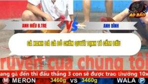 Trận 17 trường gà CPC5 29/11/2025