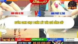 Trận 17 trường gà CPC6 4/11/2025