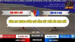 Trận 17 trường gà Tonhon 2/11/2025