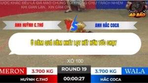 Trận 19 trường gà Tonhon 28/11/2025