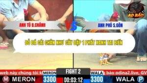 Trận 2 trường gà C6 1/11/2025