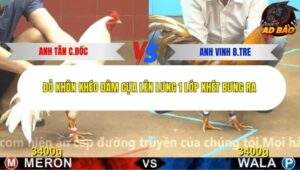 Trận 2 trường gà CPC4 13/11/2025