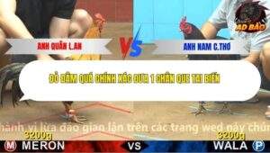 Trận 2 trường gà CPC4 20/11/2025