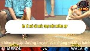 Trận 2 trường gà Cpc4 24/11/2025