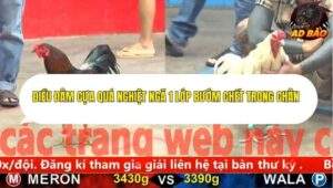 Trận 2 trường gà Cpc5 24/11/2025