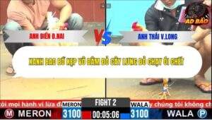 Trận 2 trường gà CPC6 5/11/2025