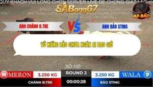 Trận 2 trường gà Tonhon 2/11/2025