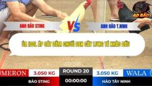 Trận 20 trường gà Tonhon 13/11/2025