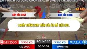 Trận 20 trường gà Tonhon 2/11/2025