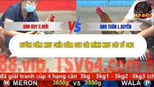 Trận 21 trường gà CPC5 29/11/2025