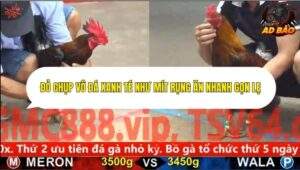 Trận 21 trường gà CPC5 ngày 3/11/2025