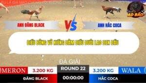 Trận 22 trường gà Tonhon 13/11/2025