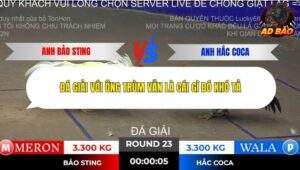 Trận 23 trường gà Tonhon 2/11/2025