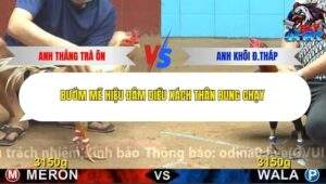 Trận 25 trường gà Cpc4 27/11/2025