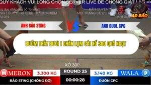 Trận 25 trường gà Tonhon 2/11/2025