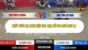 Trận 25 trường gà Tonhon 28/11/2025