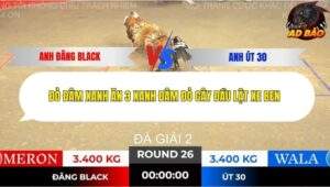 Trận 26 trường gà Tonhon 13/11/2025