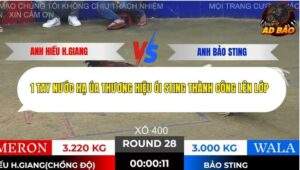 Trận 28 trường gà Tonhon 28/11/2025