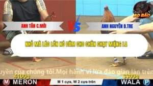 Trận 3 trường gà CPC4 20/11/2025