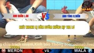 Trận 3 trường gà CPC4 21/11/2025