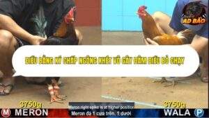 Trận 3 trường gà CPC4 9/11/2025