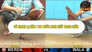 Trận 3 trường gà CPC4 ngày 3/11/2025