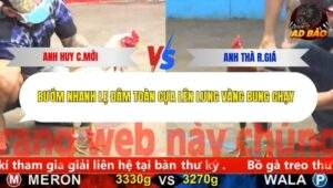 Trận 3 trường gà CPC5 13/11/2025