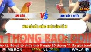 Trận 3 trường gà CPC5 19/11/2025