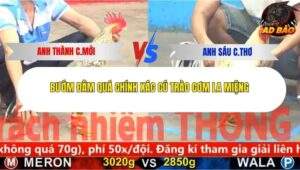 Trận 3 trường gà CPC5 21/11/2025