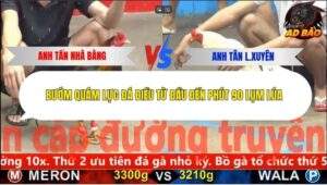 Trận 3 trường gà CPC5 8/11/2025