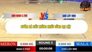 Trận 3 trường gà Tonhon 13/11/2025