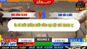 Trận 3 trường gà Tonhon 2/11/2025