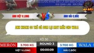 Trận 3 trường gà Tonhon 28/11/2025