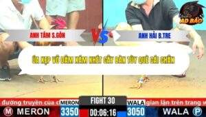 Trận 30 trường gà CPC6 3/11/2025