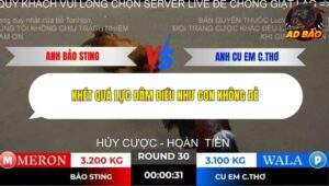 Trận 30 trường gà Tonhon 2/11/2025