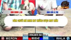 Trận 34 trường gà CPC3 30/11/2025