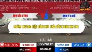 Trận 37 trường gà Tonhon 2/11/2025